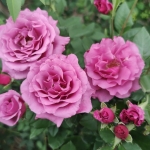 Shocking Blue / Шокинг Блю